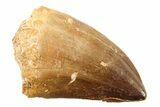 Fossil Mosasaur (Thalassotitan) Tooth - Morocco #341521-1